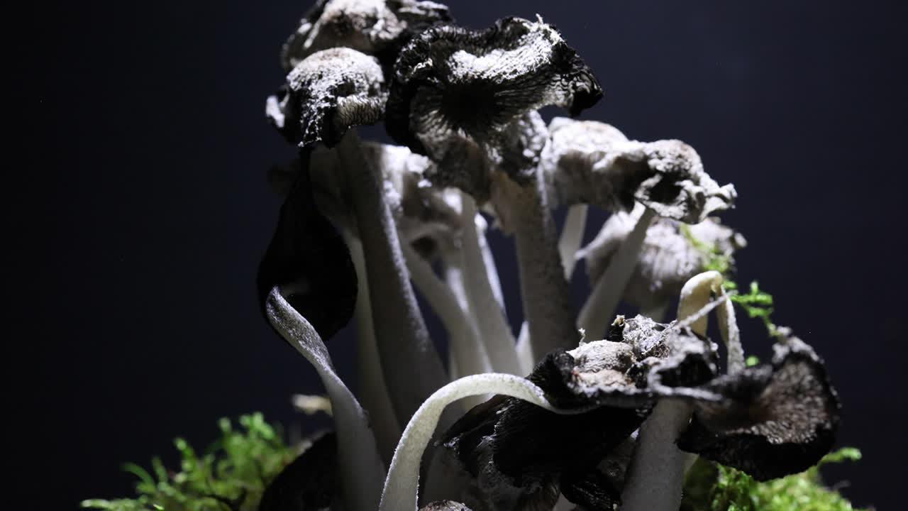 How do you know when fungus is dying? 