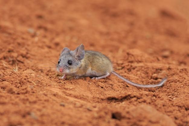 Why did the desert rat kangaroo become extinct? 