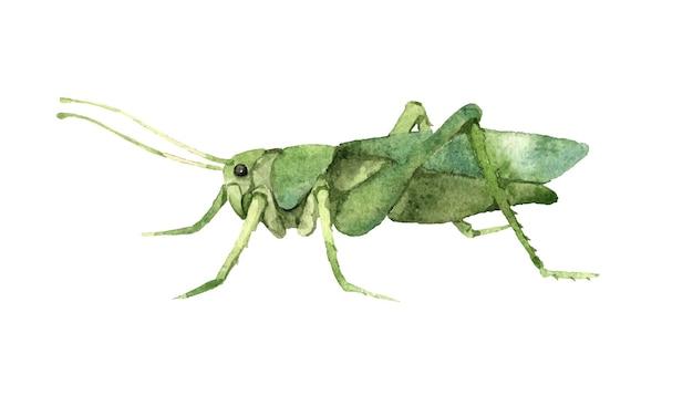 Is a grasshopper an invertebrate or vertebrate? 