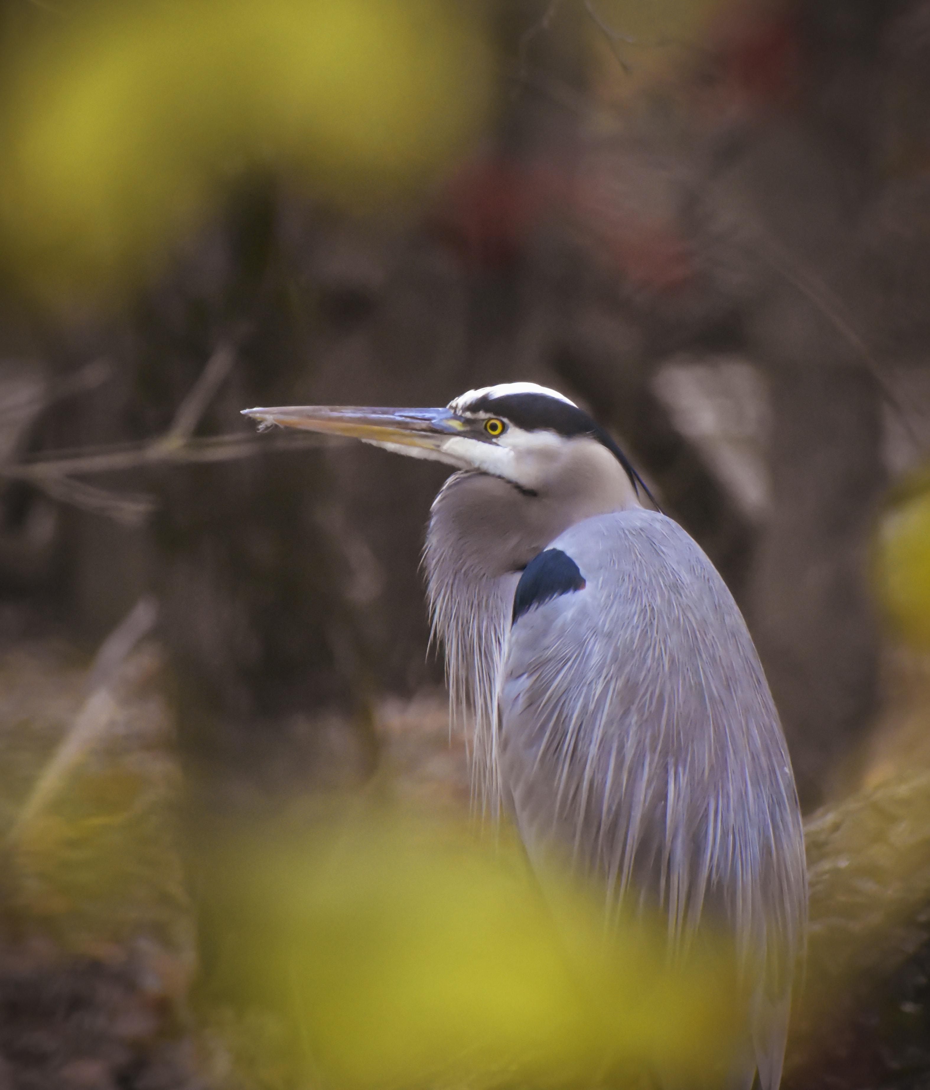 Is a heron a herbivore or carnivore? 