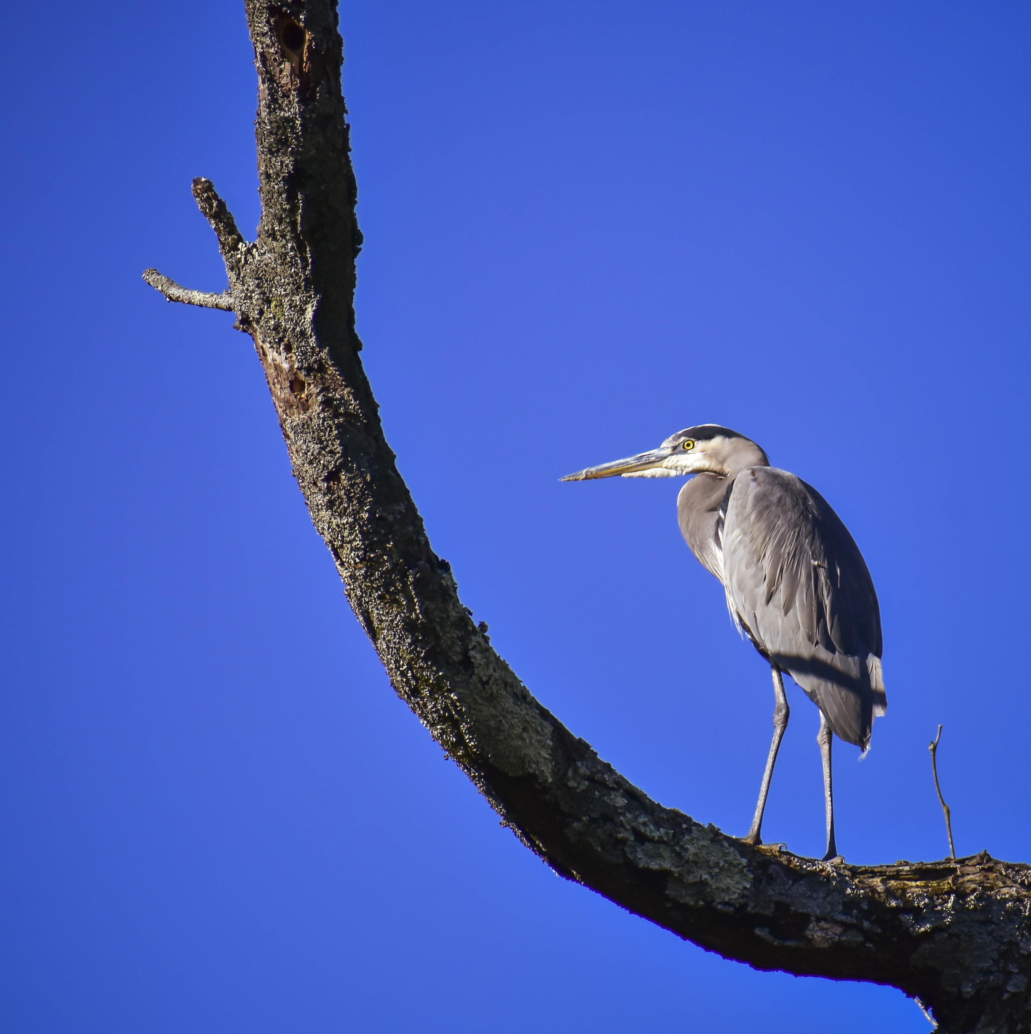 Is a heron a herbivore or carnivore? 