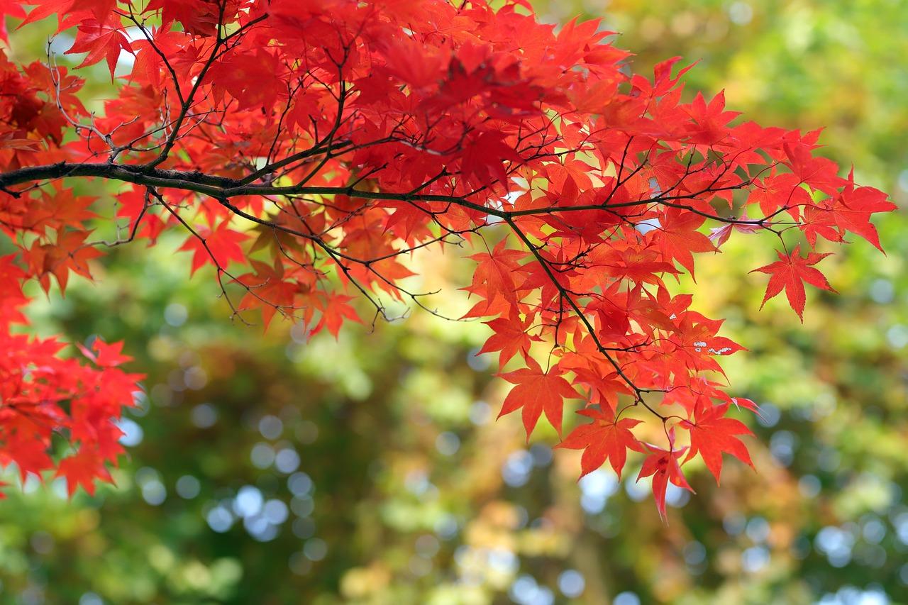 Is a maple tree a producer or consumer? 