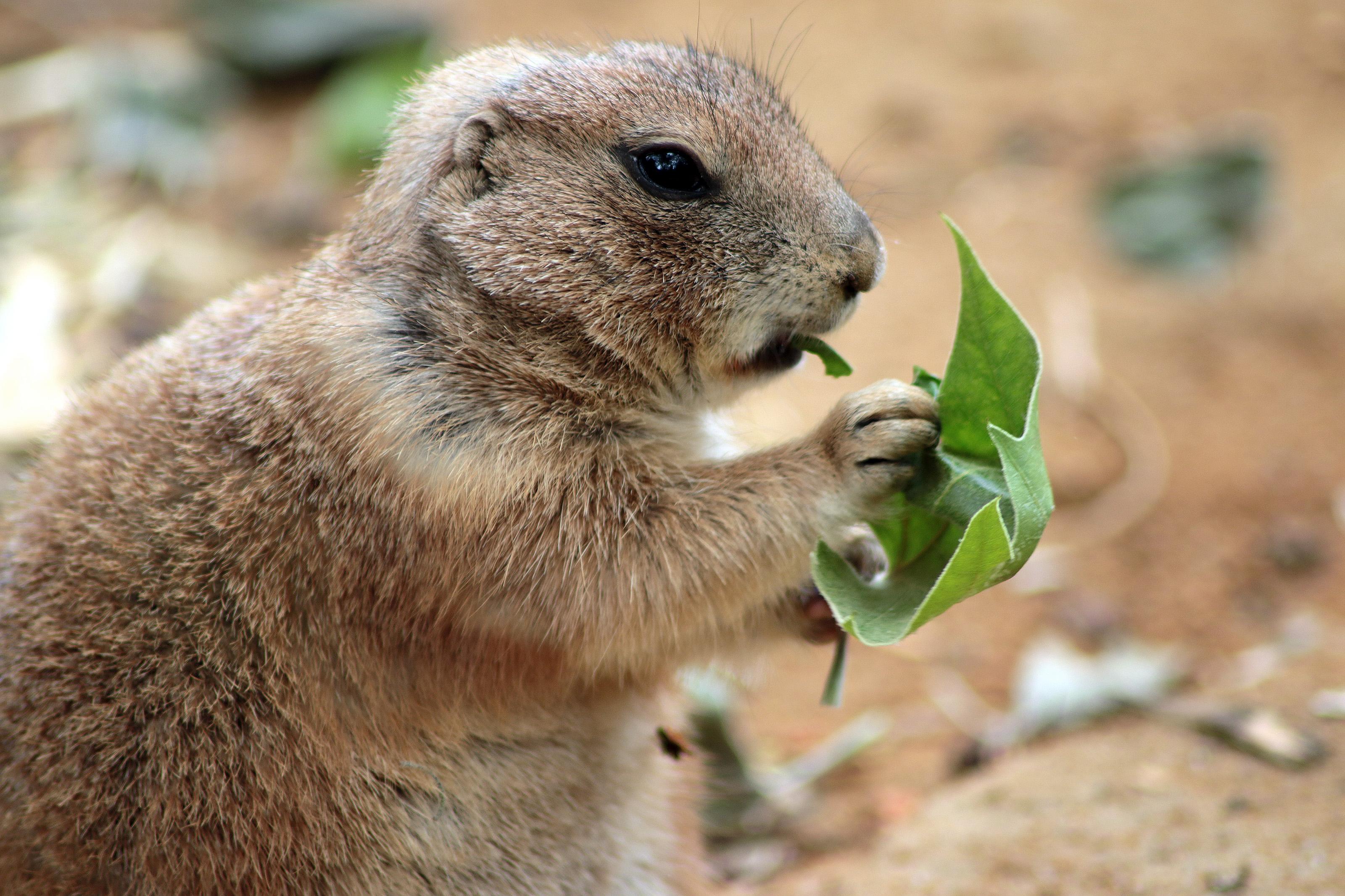 Is a prairie dog a omnivore? 