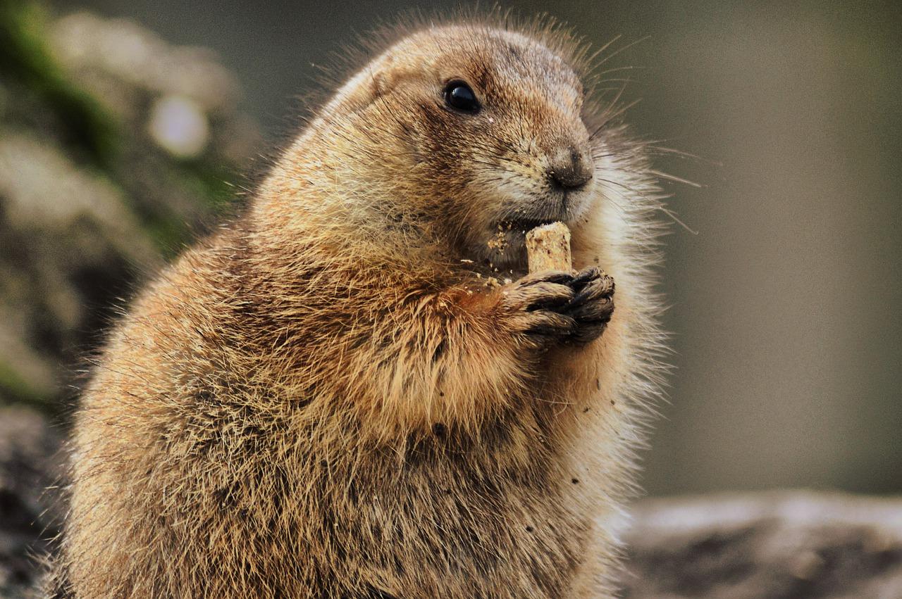 Is a prairie dog a omnivore? 