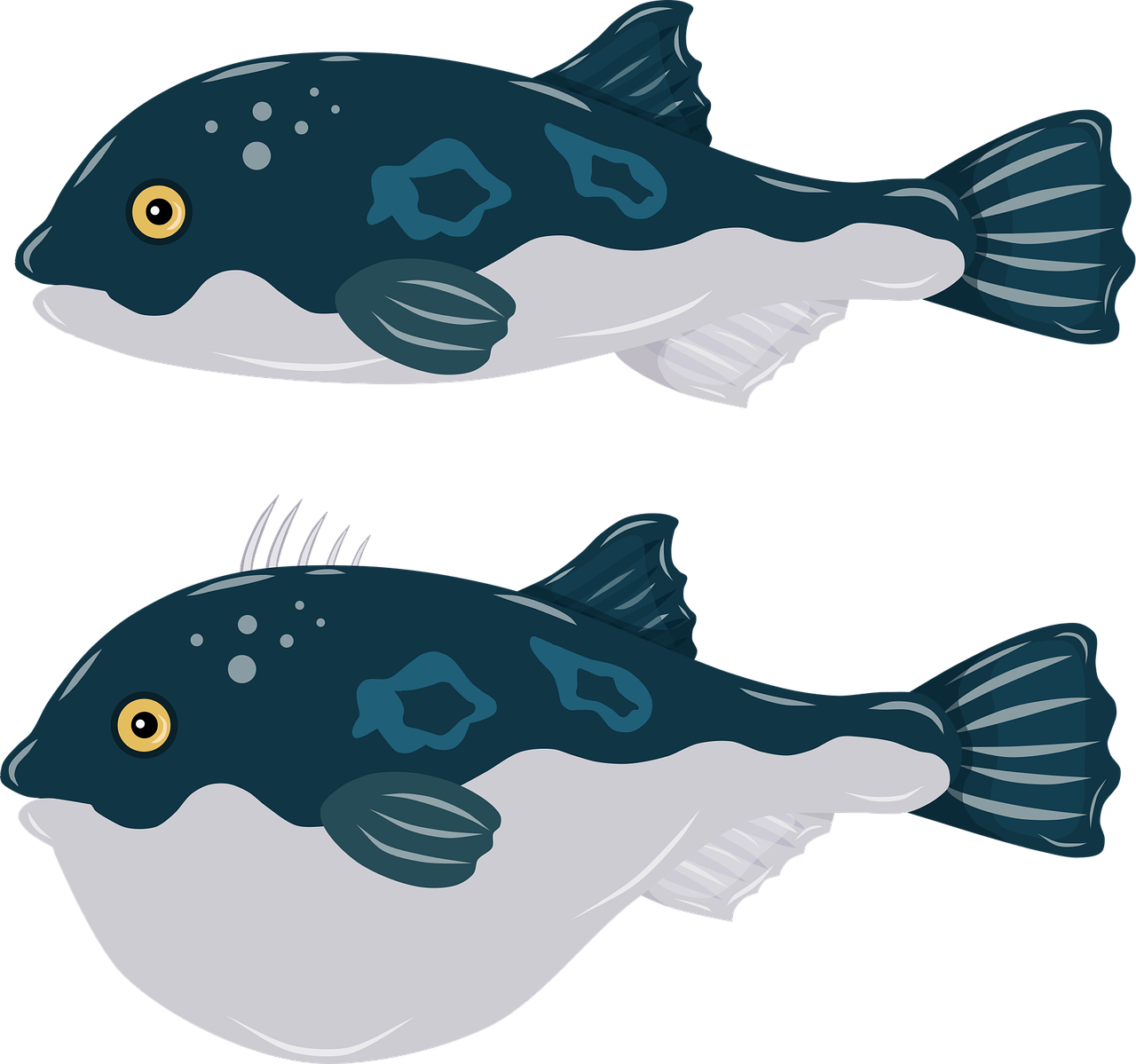 Is a puffer fish a vertebrate? 