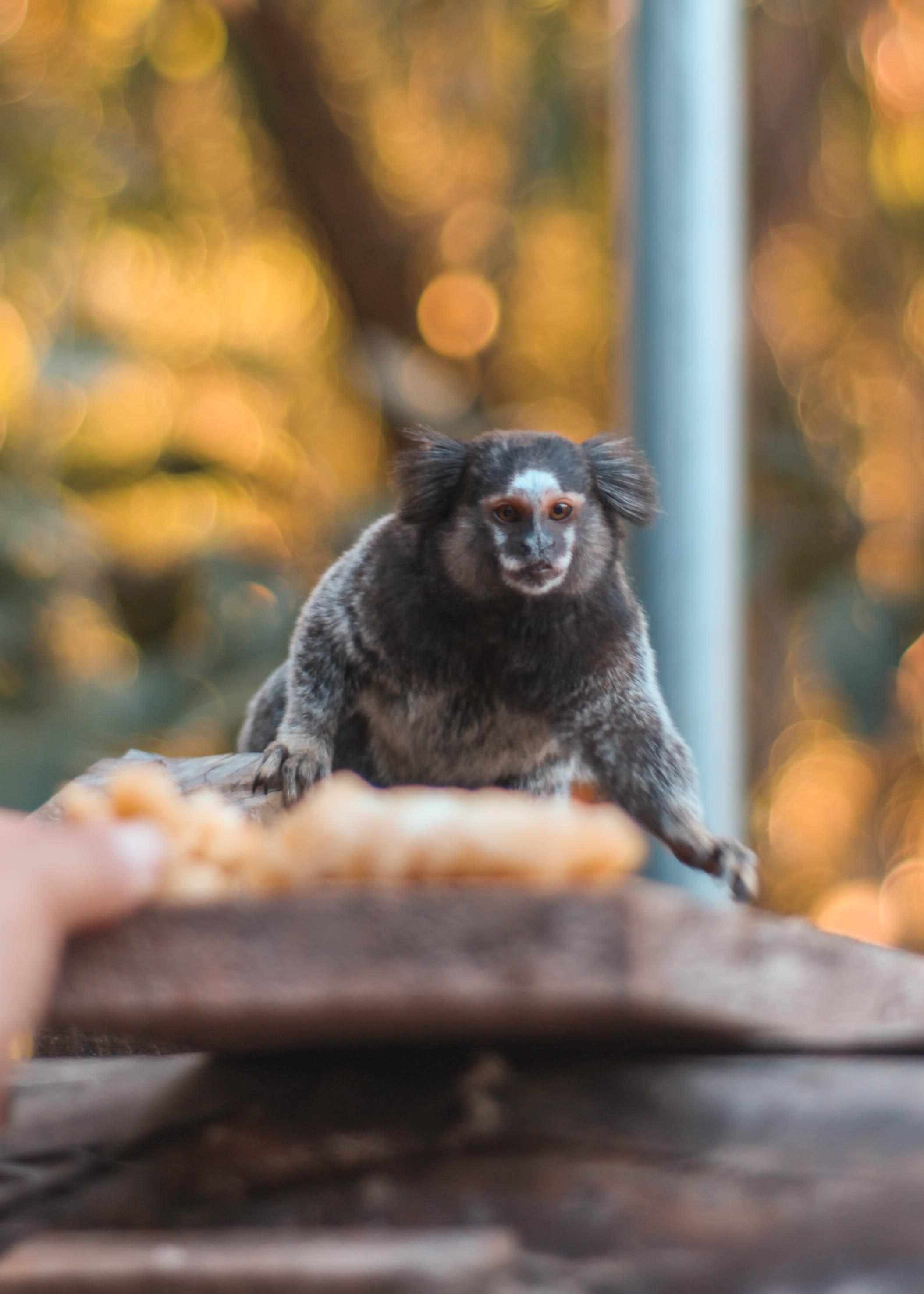 Is a tamarin a carnivore herbivore or omnivore? 