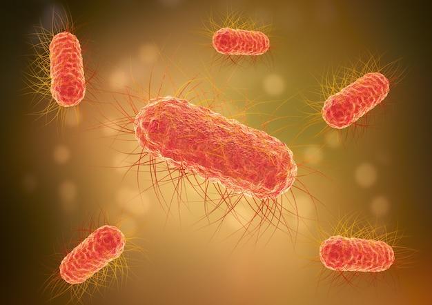 Is E coli bacteria a multicellular organism? 