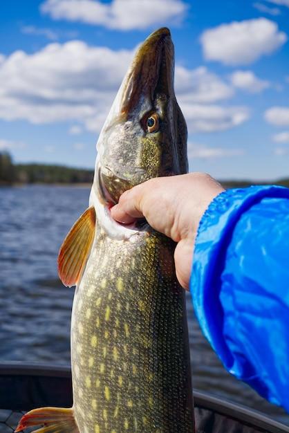 Is fall a good time for pike fishing? 