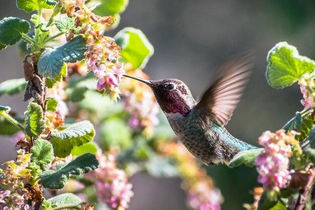 Is Hummingbird nectar poisonous to humans? 