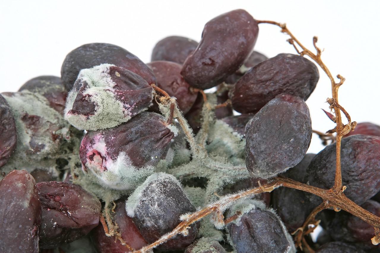 Is mold on grapes dangerous? 