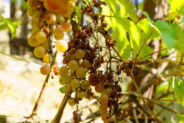 Is mold on grapes dangerous? 