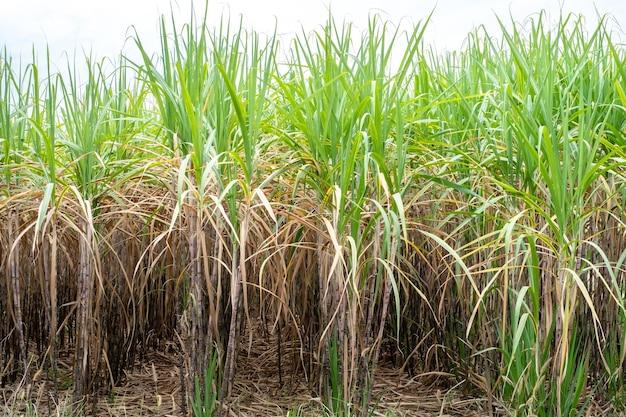 Is sugar cane a cash crop? 