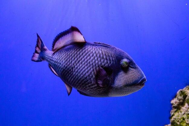 Is triggerfish poisonous? 
