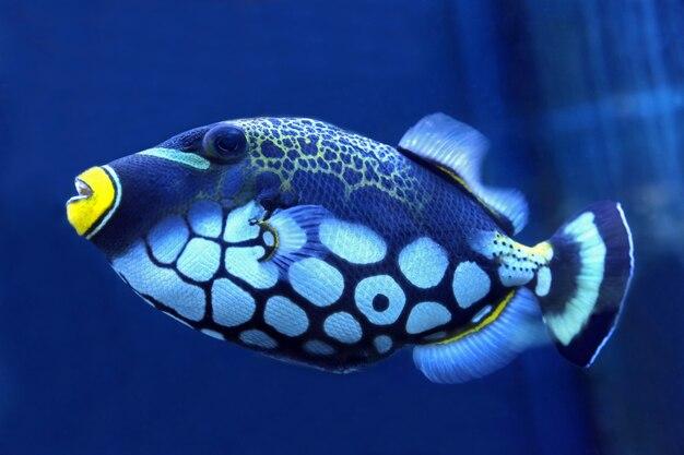 Is triggerfish poisonous? 