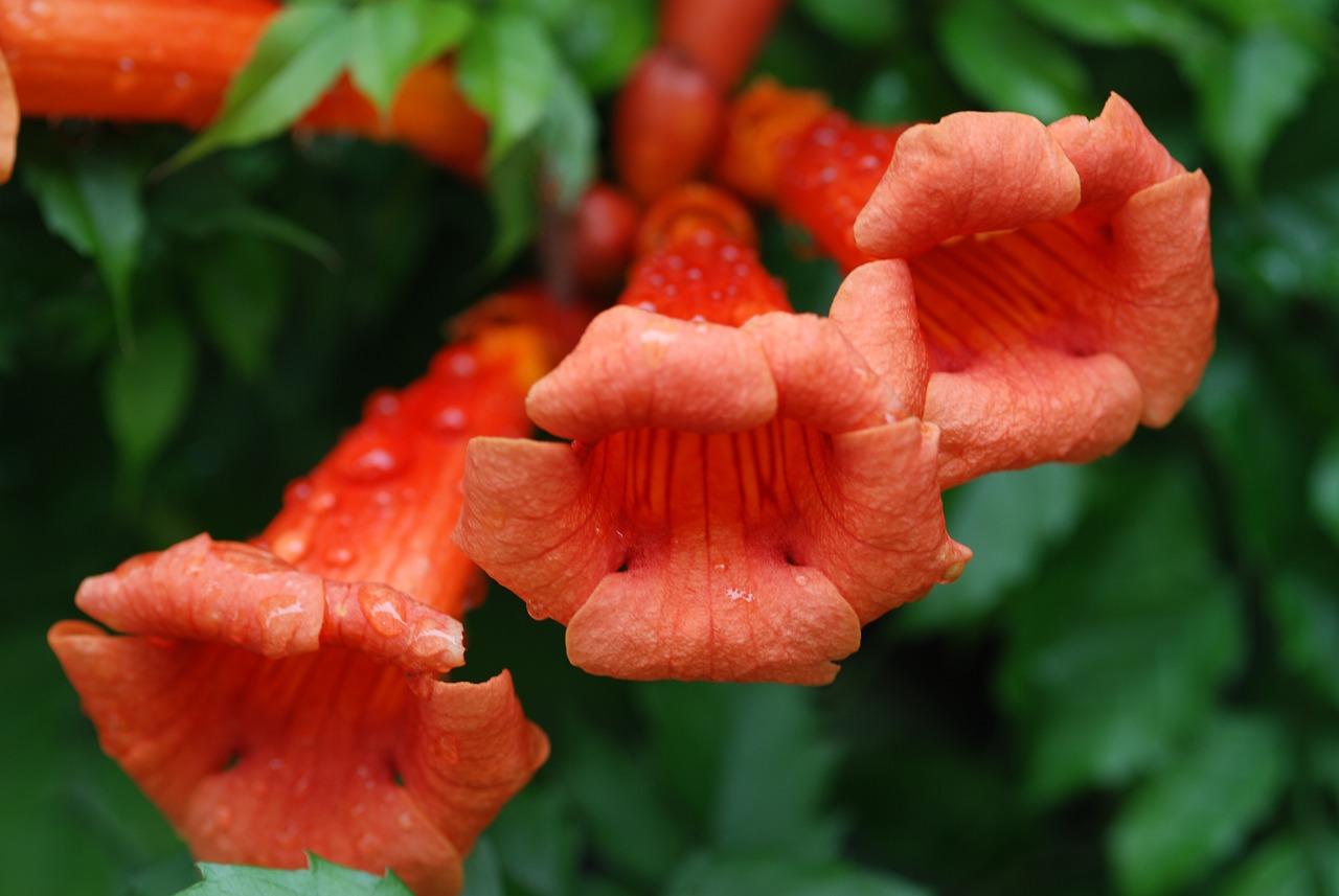 Is trumpet vine poisonous to animals? 