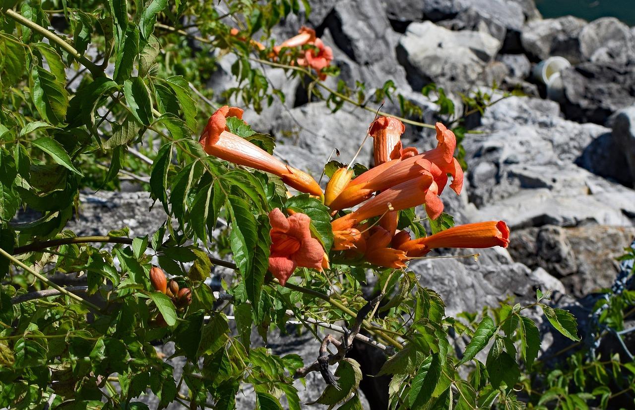 Is trumpet vine poisonous to animals? 