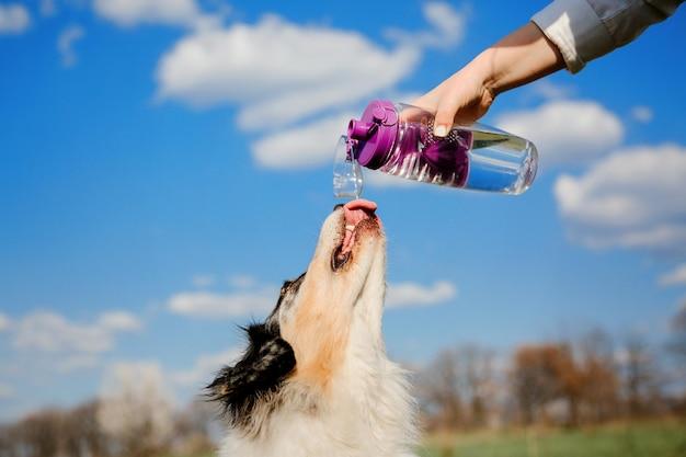 Is it OK for my dog to drink well water? 