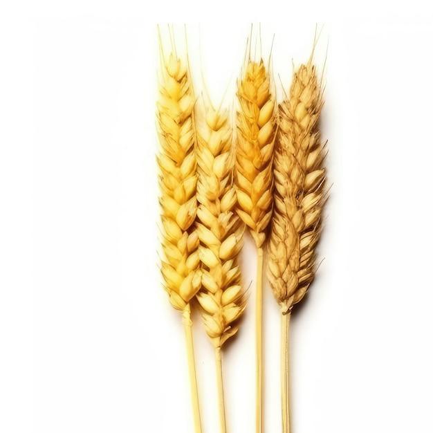 Is wheat germ and wheat gluten the same? 