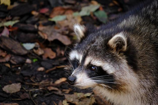 What states is it legal to have a pet raccoon? 