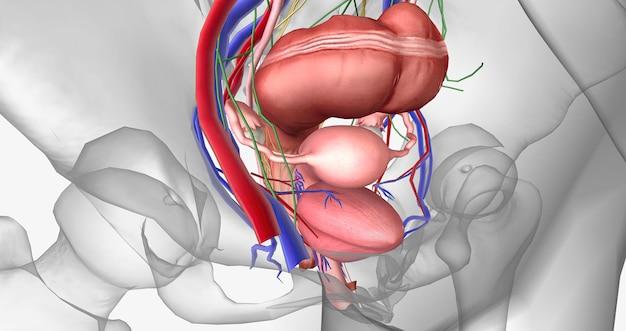 What organs are in the left iliac region? 