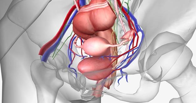 What organs are in the left iliac region? 