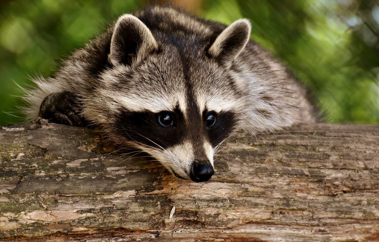 Legal States For Raccoon Ownership Can You Keep These Mischievous 