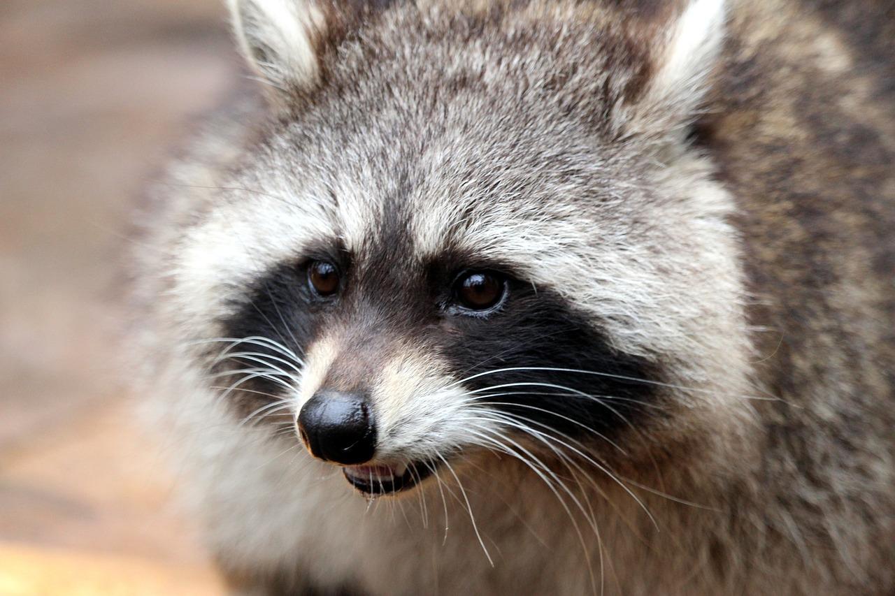 legal-states-for-raccoon-ownership-can-you-keep-these-mischievous