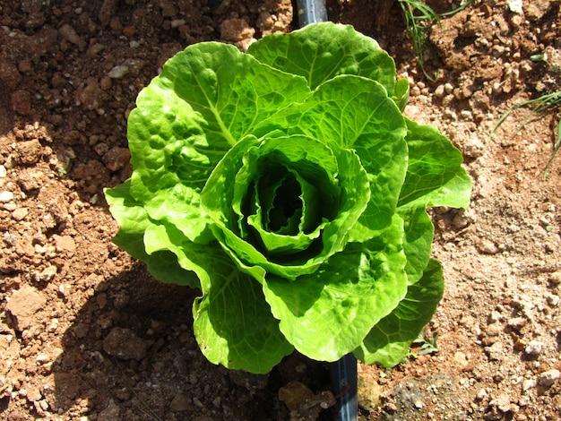 How does lettuce reproduce asexually? 