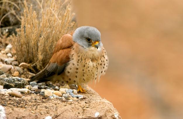 What are male hawk called? 