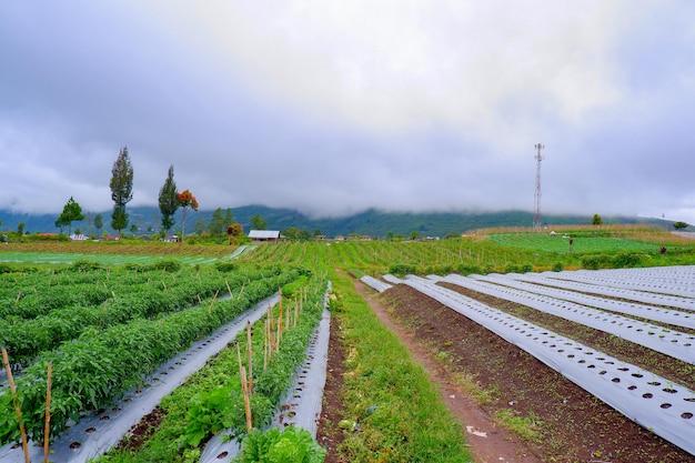 How is multiple cropping different from mixed farming? 