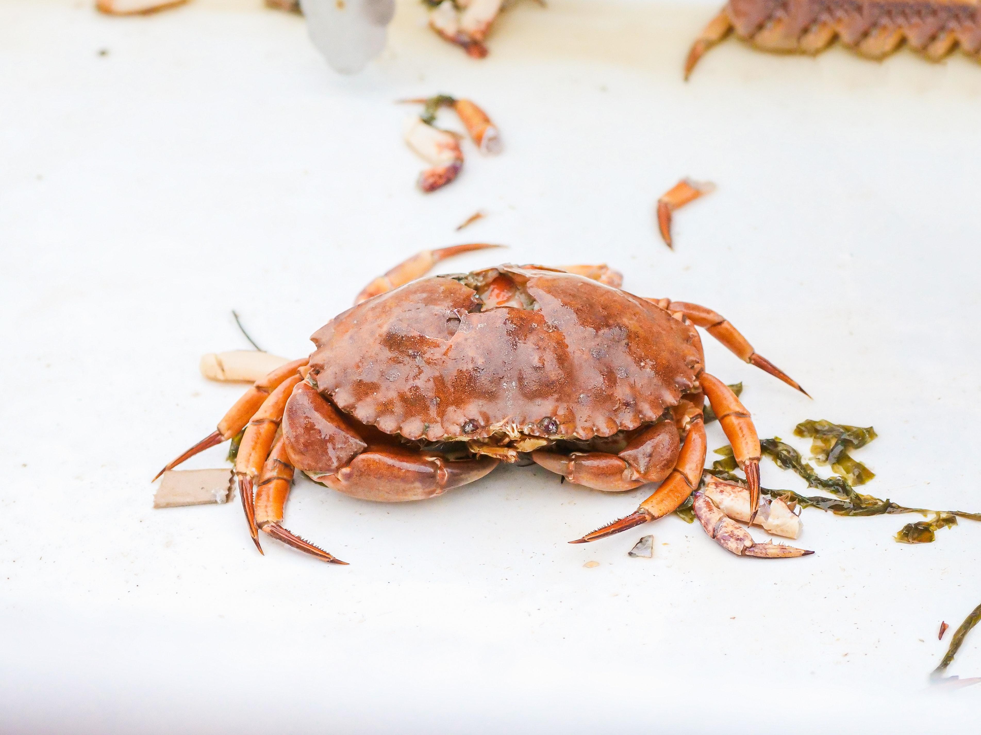 Why red crab are not edible? 
