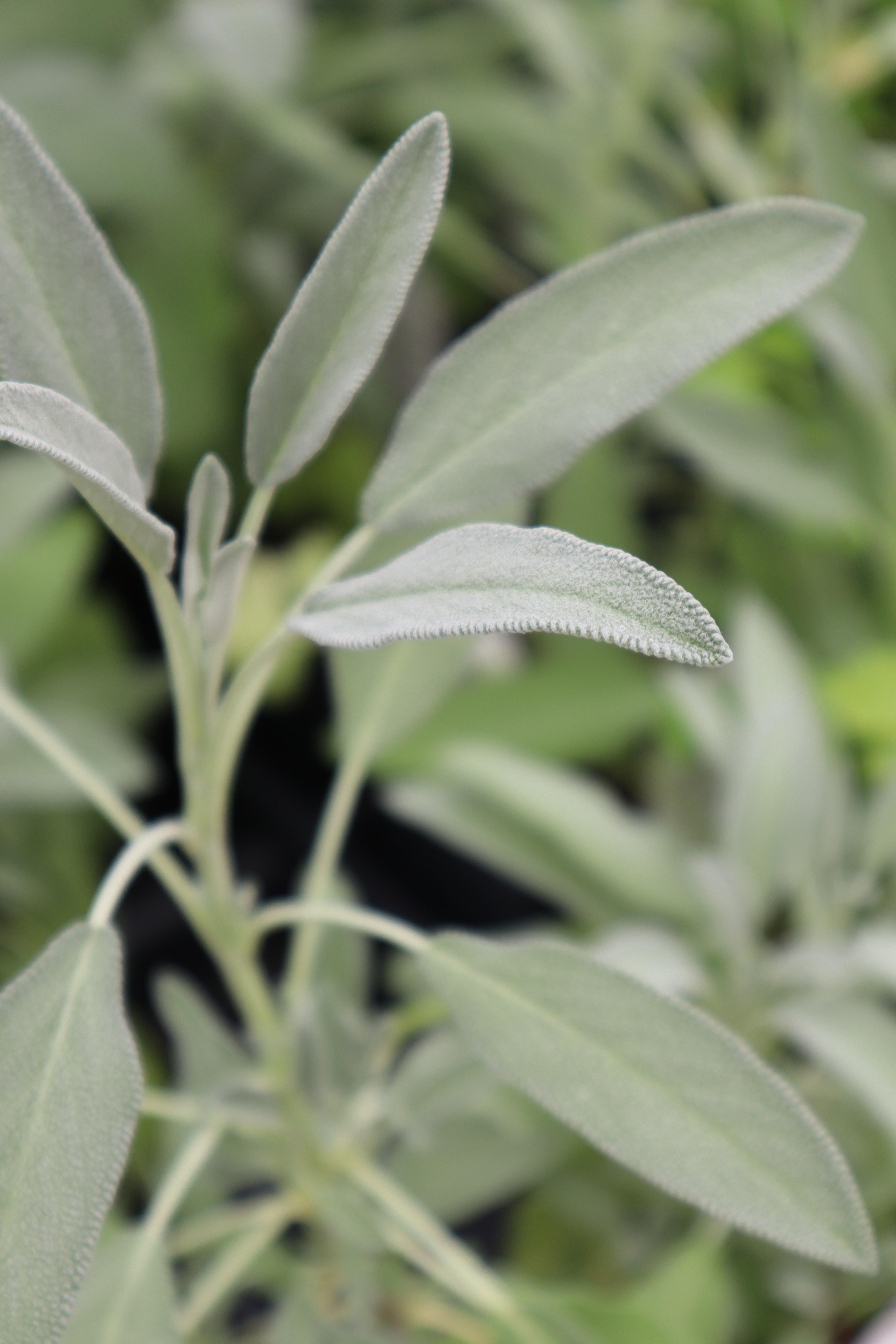 What is sage plant called in India? 