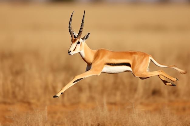 How does the Gazelle survive in the desert? 