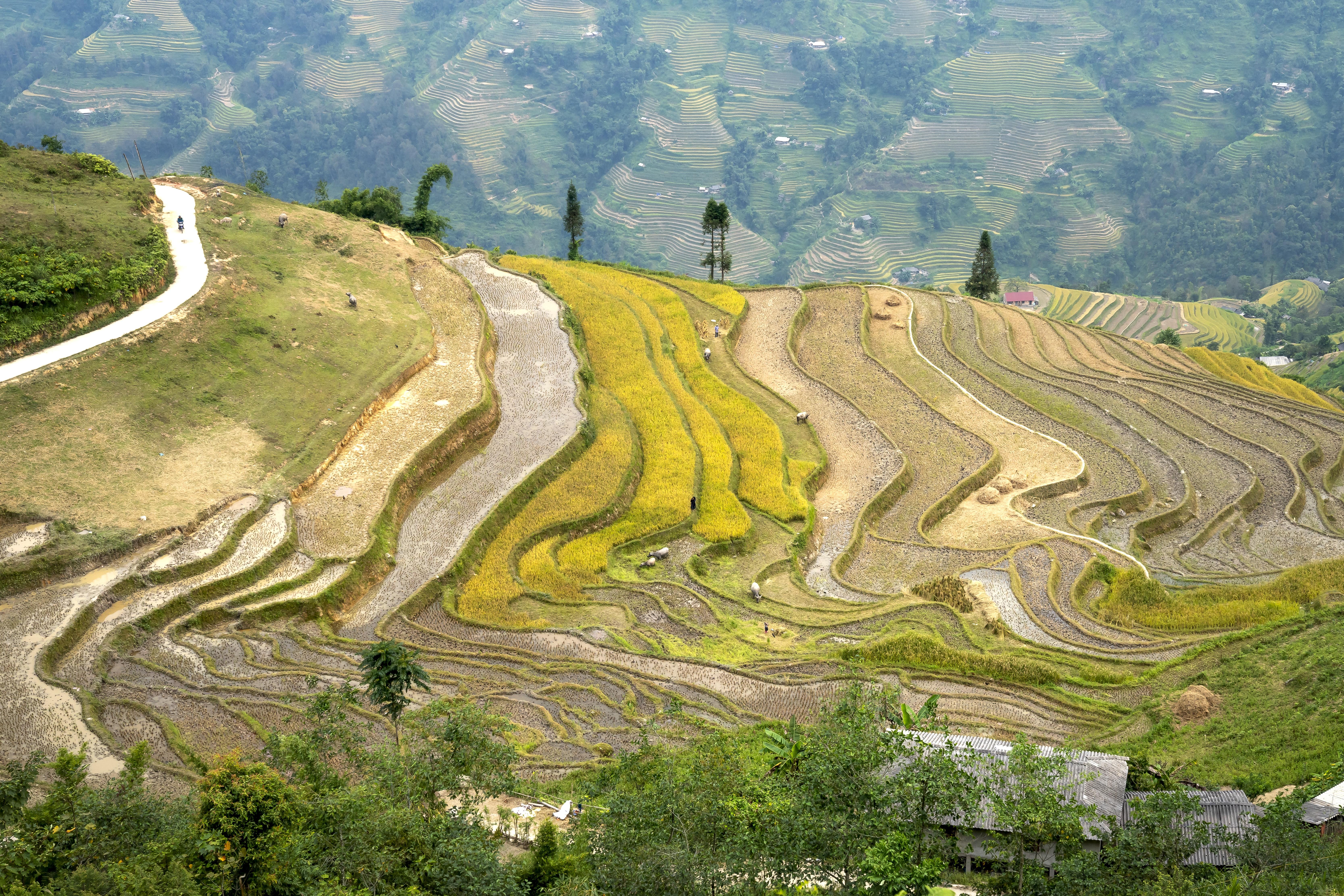 Why is terrace farming practiced in hilly areas? 