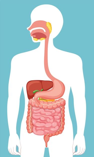 What are the 4 main functions of the digestive system? 