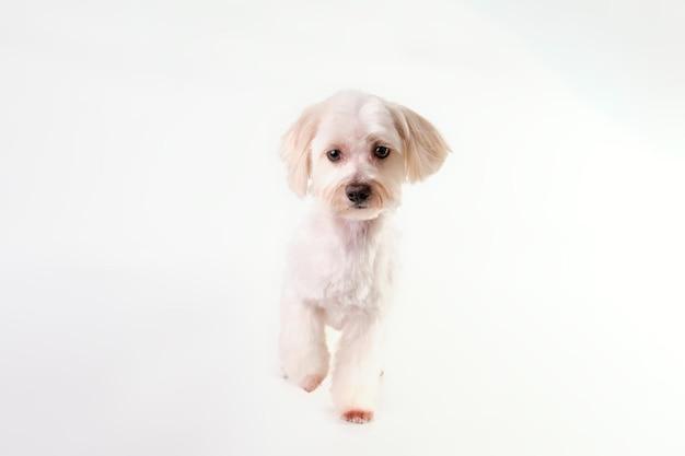 What is the best food for a Maltese puppy? 