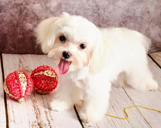 What is the best food for a Maltese puppy? 