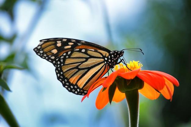 Which of the following is the biggest threat to monarch butterflies? 