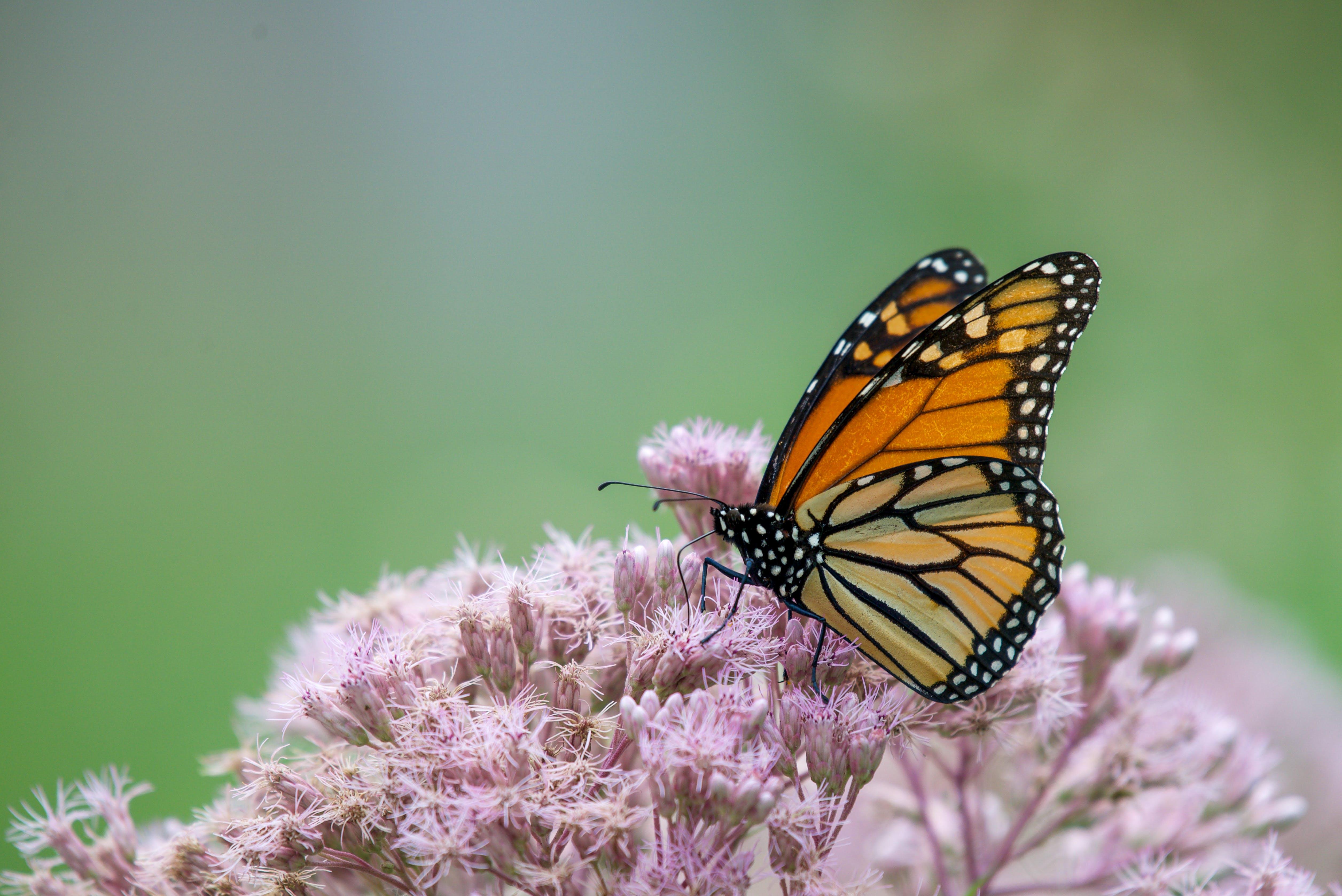 Which of the following is the biggest threat to monarch butterflies? 