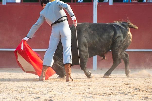 Why is the bull killed after a bullfight? 