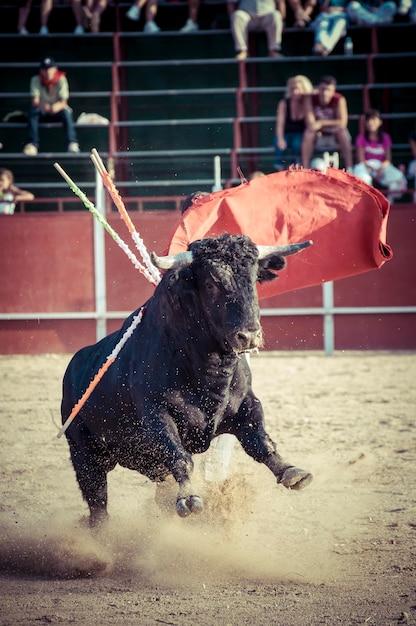 Why is the bull killed after a bullfight? 