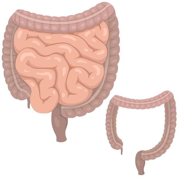 Which type of epithelium is found in the stomach small intestines and large intestines? 