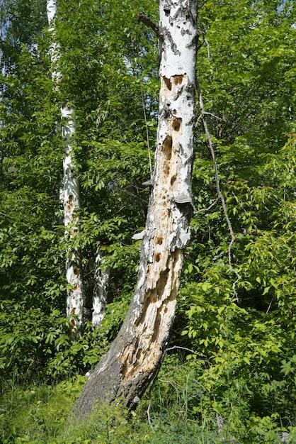 What are the disadvantages of birch wood? 