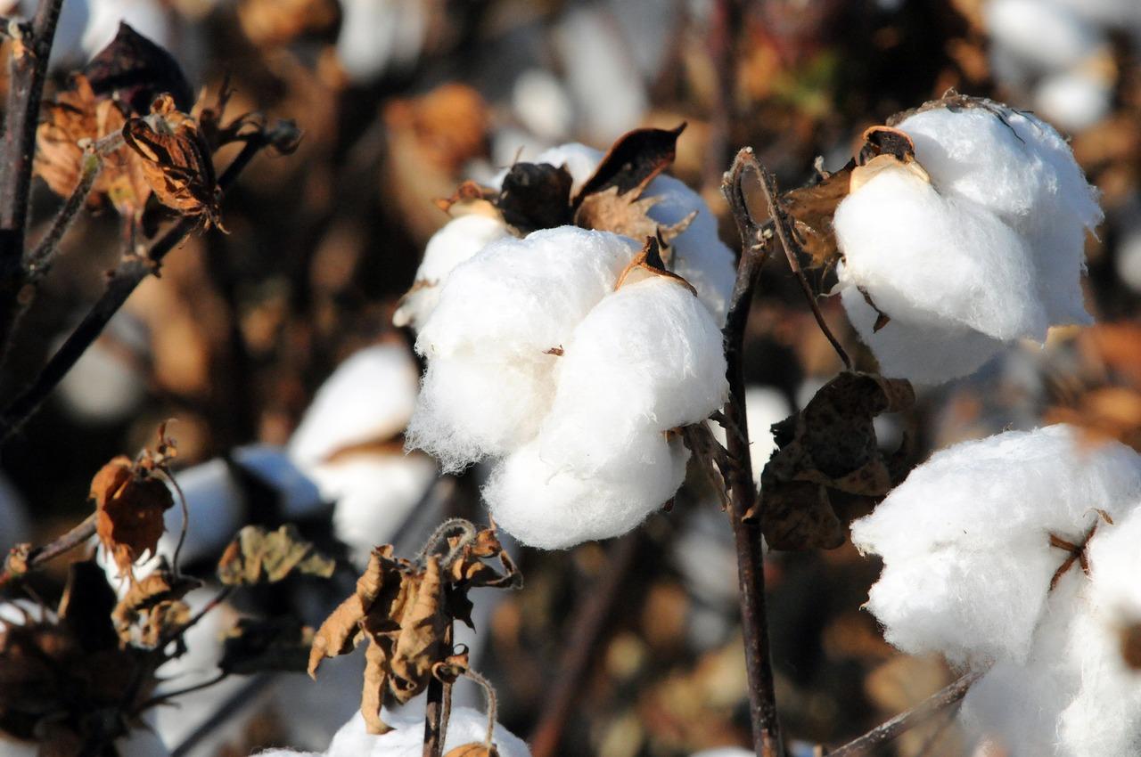 How has the cotton gin changed over time? 