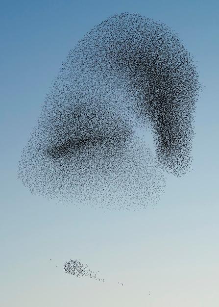 What is a large swarm of birds called? 