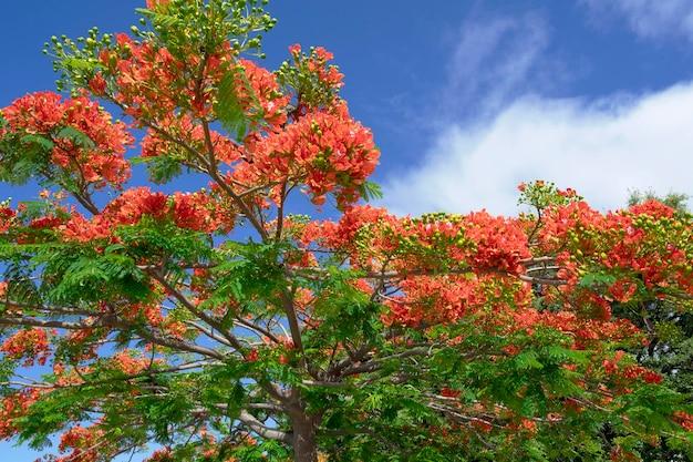 What is the English of Gabon plant? 