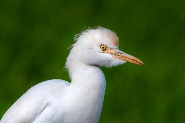 What does the hunter symbolize in a white heron? 