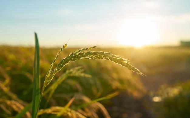 What is the importance of agricultural journalism? 