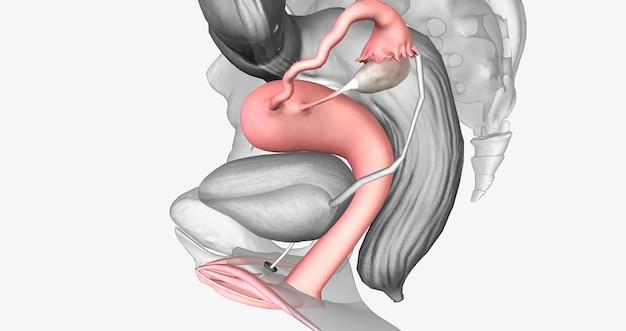 How does the reproductive system work with other systems? 