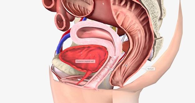 How does the reproductive system work with other systems? 